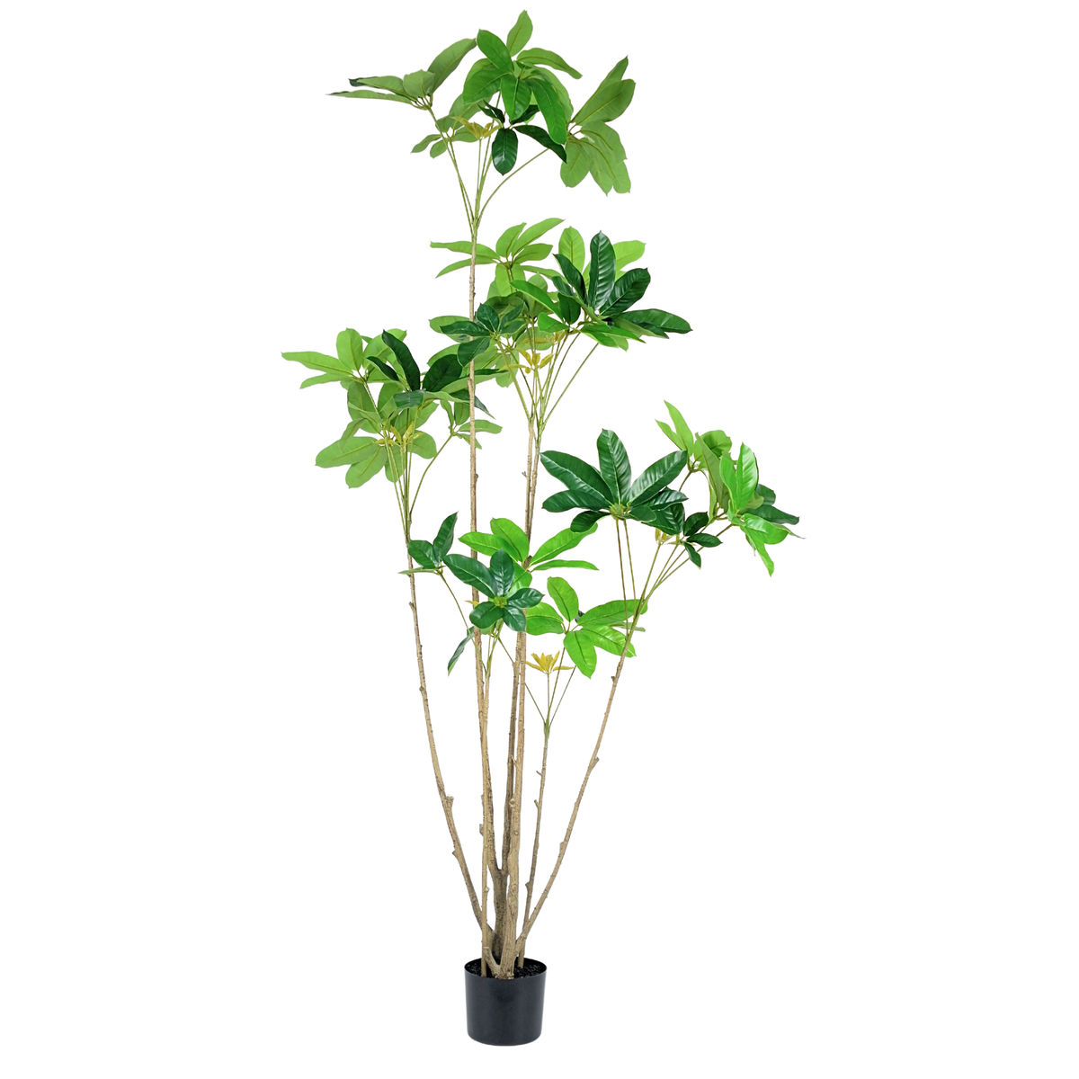 Umbrella Tree__1__180CM